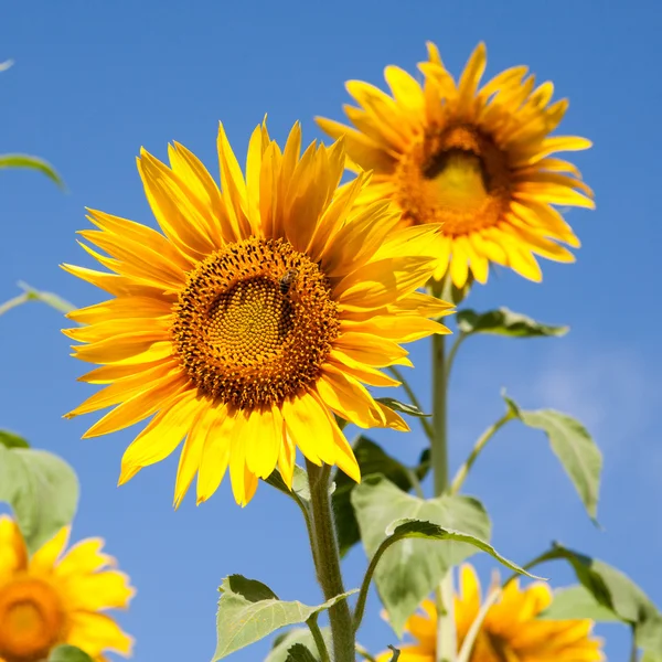 Blooming sunflower — Stock Photo, Image