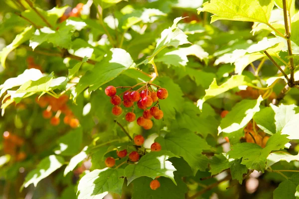 Červené bobule Viburnum na stromě — Stock fotografie