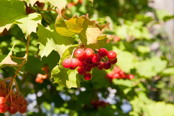 Bayas rojas de Viburnum en el árbol — Foto de Stock