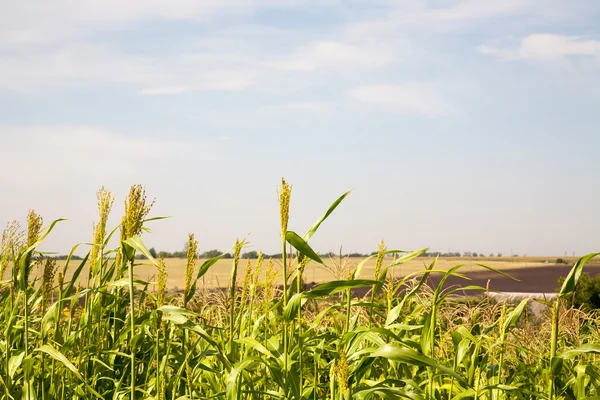 Darı gıda olarak kullanılır. cins sorgum ait.