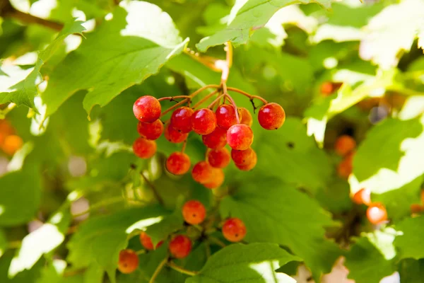 Bayas rojas de Viburnum en el árbol — Foto de Stock