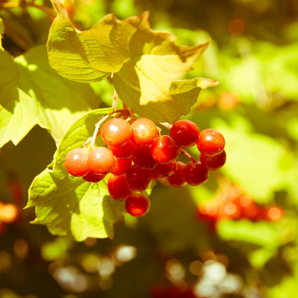 Rode Viburnum bessen in de boom — Stockfoto