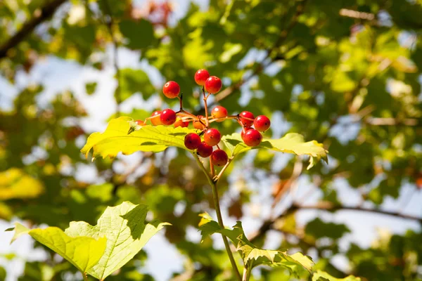 Rode Viburnum bessen in de boom — Stockfoto