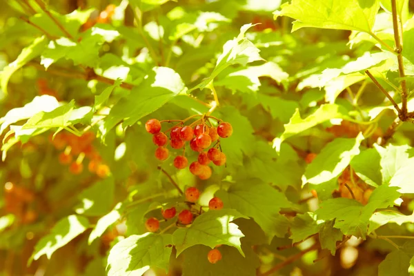 Bacche di Viburnum rosso nell'albero — Foto Stock