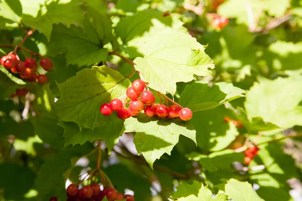 Bayas rojas de Viburnum en el árbol — Foto de Stock