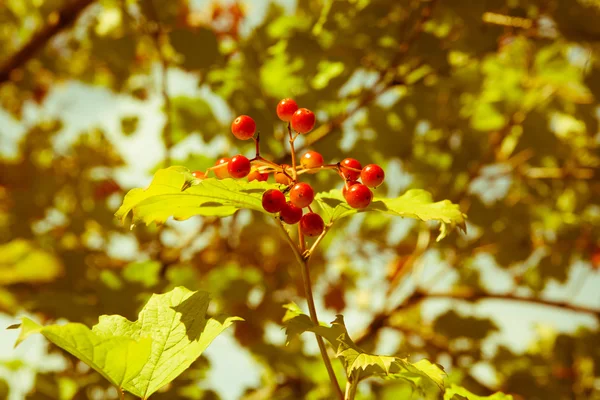 木の赤いビブラムベリー — ストック写真