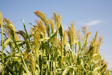 Millet is used as food. belongs to the genus Sorghum. clipart