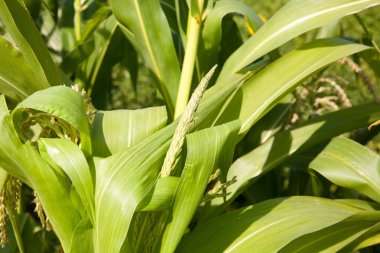 Darı gıda olarak kullanılır. cins sorgum ait.