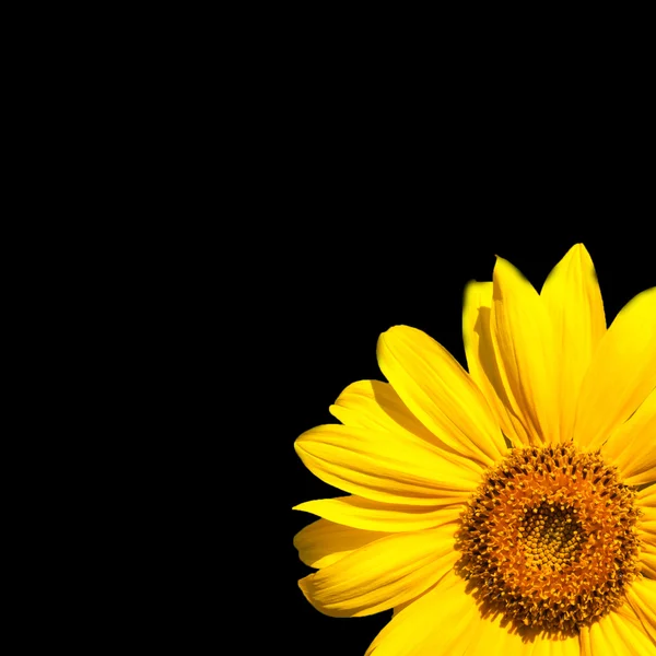 Girassol florescente — Fotografia de Stock