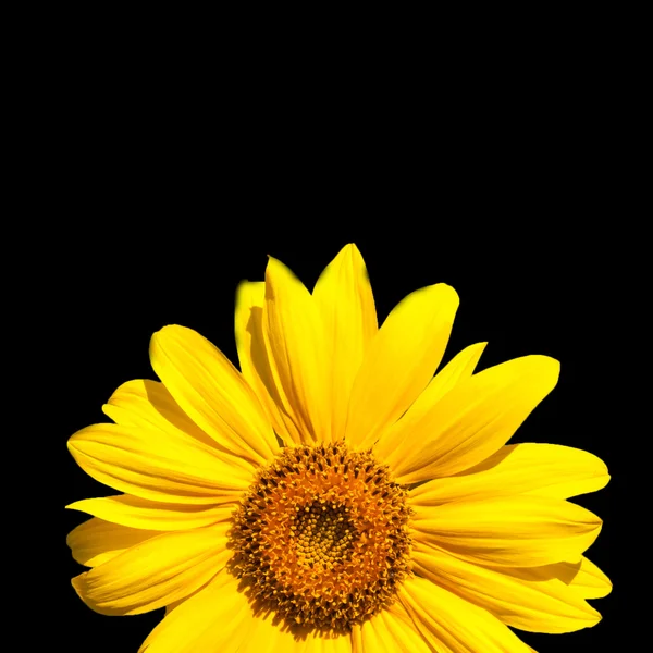 Tournesol en fleurs — Photo