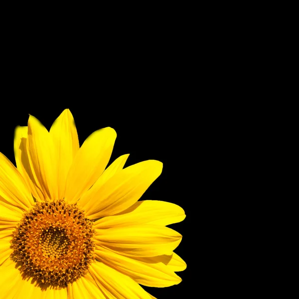 Blooming sunflower — Stock Photo, Image