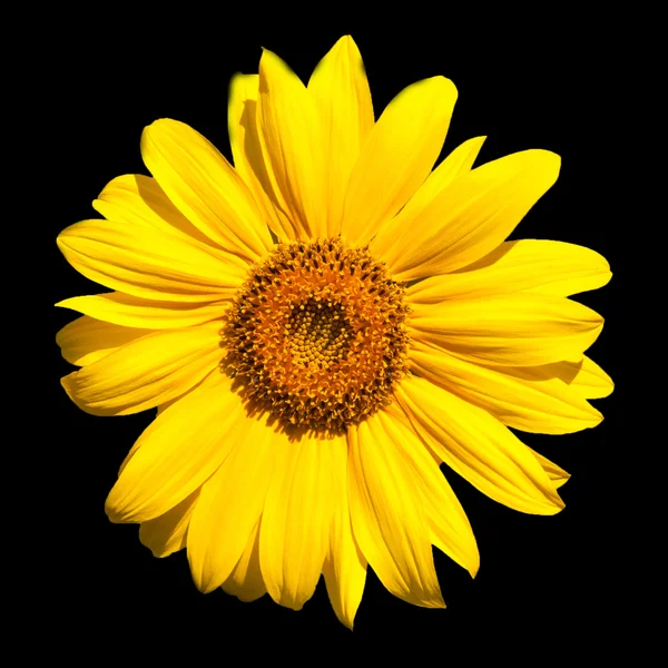 çiçek açan ayçiçeği