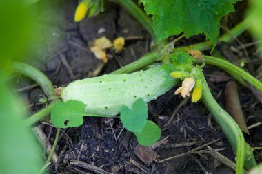 Bahçede salatalık yetiştiriyor.