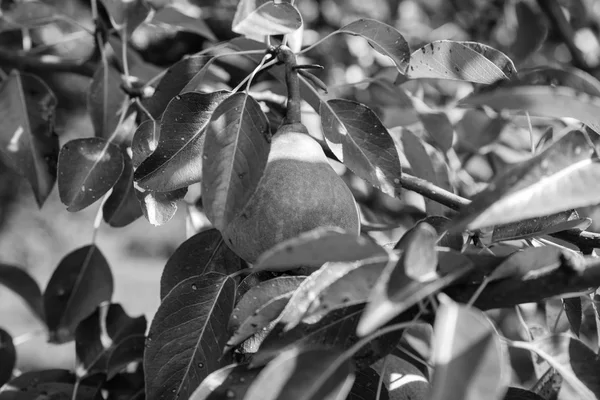 Αχλάδι στο δέντρο — Φωτογραφία Αρχείου