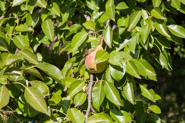 Pêra na árvore — Fotografia de Stock