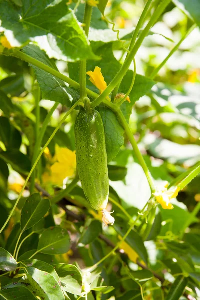 Bahçede salatalık yetiştiriyor.