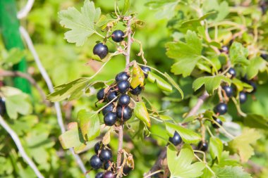 Siyah frenk üzümü