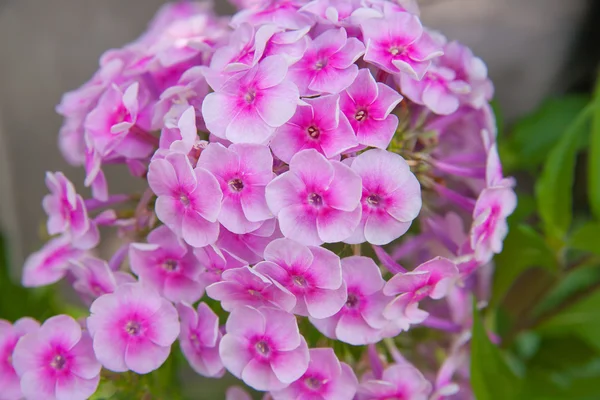 Pink Phlox flower — Stock Photo, Image