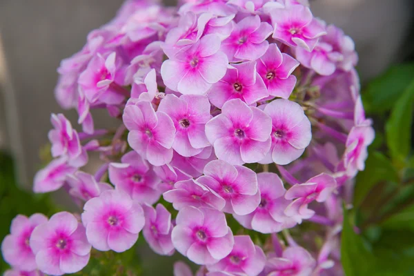 Pink Phlox flower — Stock Photo, Image