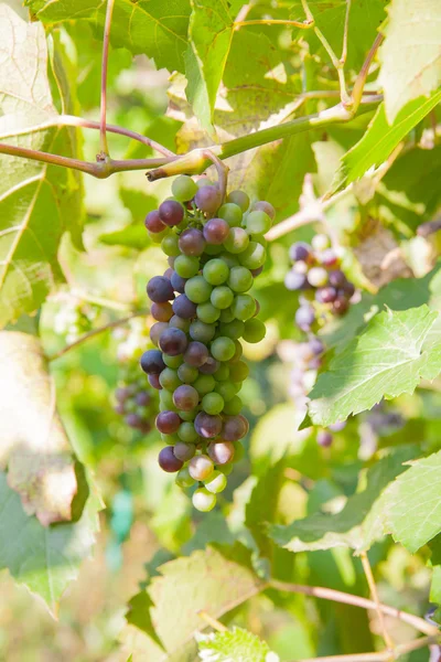 Grapes with green leaves on the vine — Stock Photo, Image