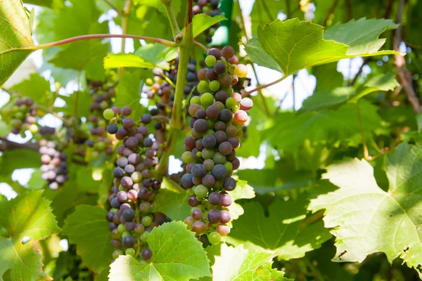 Uvas con hojas verdes en la vid — Foto de Stock