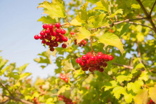 Rode Viburnum bessen in de boom — Stockfoto