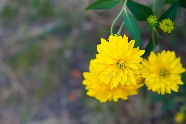 Schöne gelbe Chrysanthemenblüten — Stockfoto