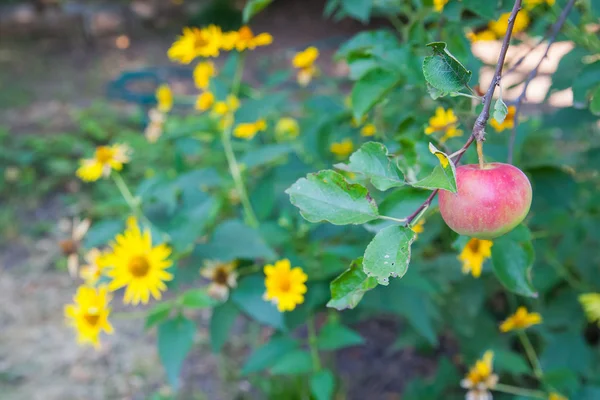 Κόκκινο μήλων σε δέντρο. ρηχά dof — Φωτογραφία Αρχείου