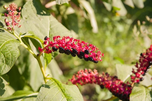 Wilde Blume — Stockfoto