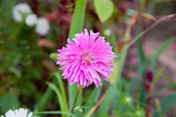 Beautiful pink chrysanthemum — Stock Photo, Image