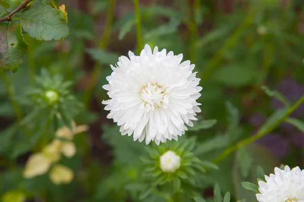 Fleur de chrysanthème blanche. — Photo
