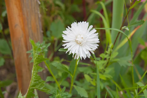 White chrysanthemum flower. — Stock Photo, Image