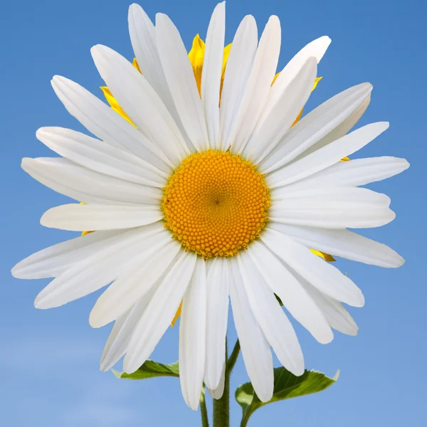 Schöne Blume Gänseblümchen — Stockfoto