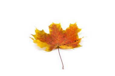 beyaz izole sarı yaprak