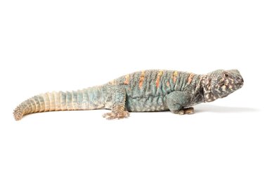 Uromastyx ornata ornata erkeği beyaz bir arkaplanda izole edilmiş.