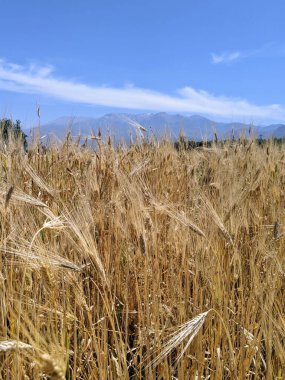 Gökyüzüne karşı buğday tarlası