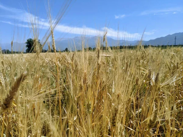 Pšeničné Pole Proti Obloze — Stock fotografie