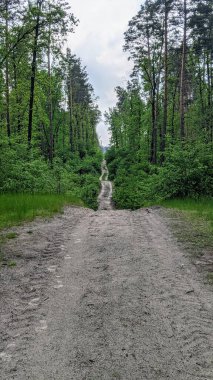 Çam ormanındaki yol