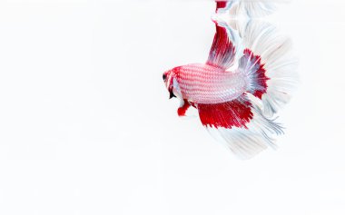 Daha iyi balık, Siyam mücadele balık, betta splendens w izole