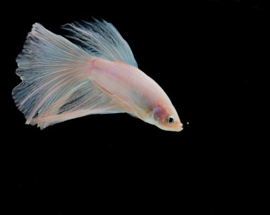 Daha iyi balık, Siyam mücadele balık, betta splendens w izole