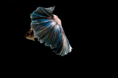  Beta balığı, Siyam dövüşen balığı siyah arka planda