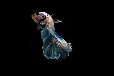 Daha iyi balık, Siyam mücadele balık, betta splendens b izole