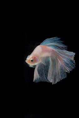 Daha iyi balık, Siyam mücadele balık, betta splendens b izole