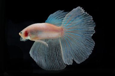 Daha iyi balık, Siyam mücadele balık, betta splendens b izole