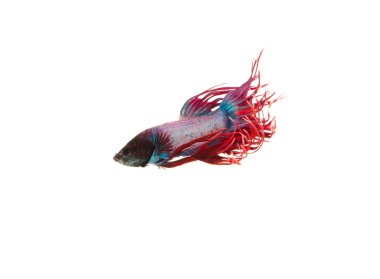 Daha iyi balık, Siyam mücadele balık, betta splendens w izole