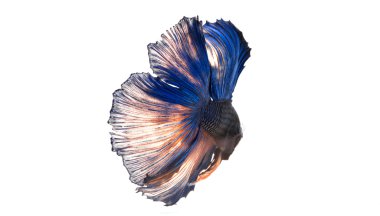 Daha iyi balık, Siyam mücadele balık, beyaz arka plan üzerinde izole betta splendens