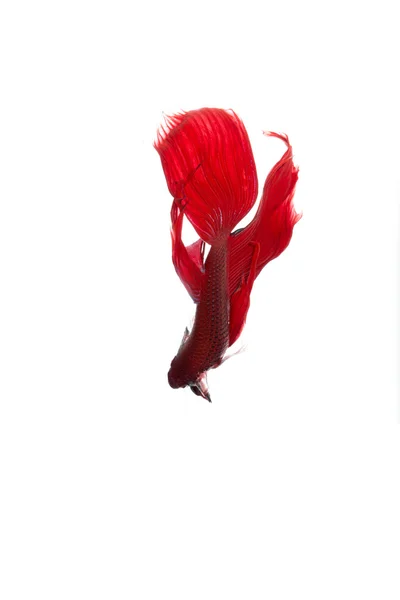 Betta peces, peces siameses de lucha, betta splendens aislados en w —  Fotos de Stock