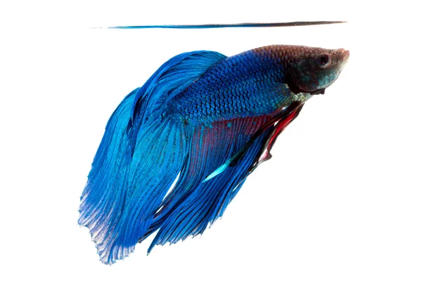 Betta peces, peces siameses de lucha, betta splendens aislados en w —  Fotos de Stock