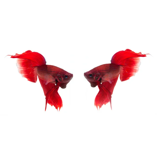 Daha iyi balık, Siyam mücadele balık, betta splendens w izole — Stok fotoğraf