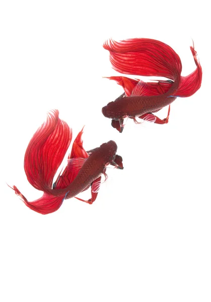 Betta fish, siamesischer Kampffisch, betta splendens isoliert auf w — Stockfoto